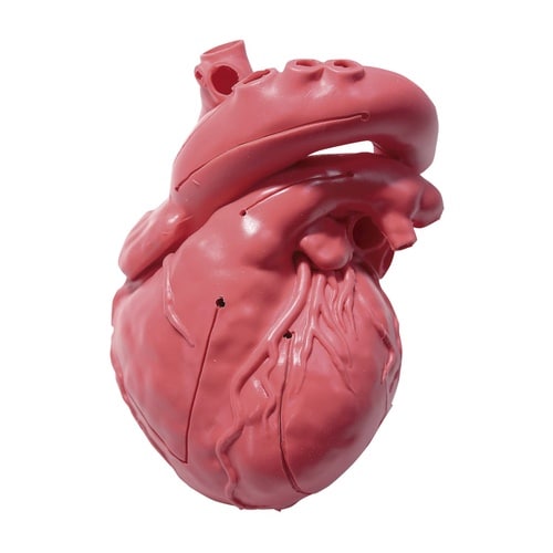 CardioModelEV(成人正常