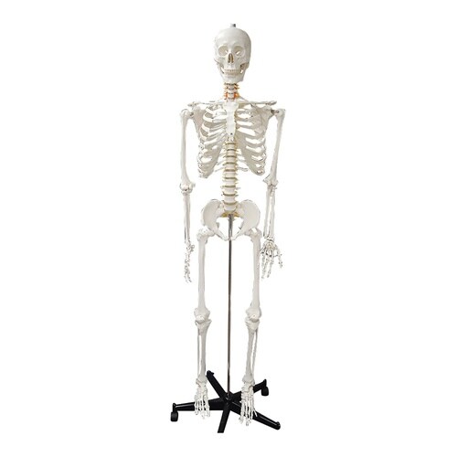全身骨格等身大 脊髄椎骨動脈付モデル