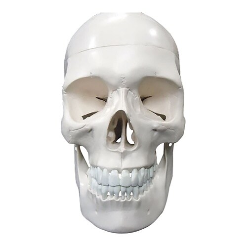頭蓋骨 実物大 精密模型