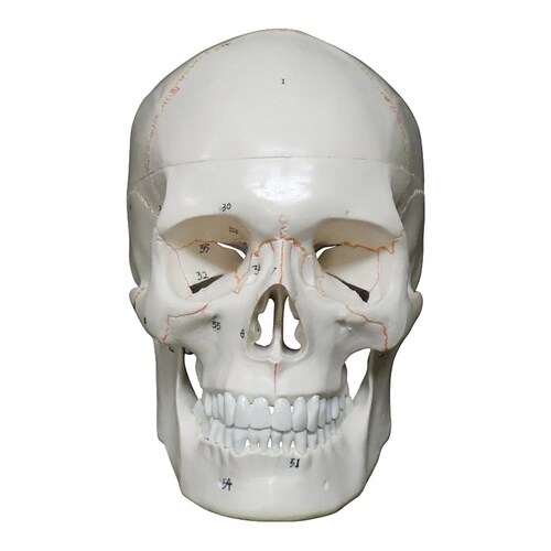 頭蓋骨 詳細解説モデル