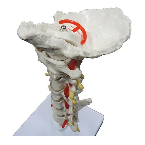 頸椎模型 椎骨動脈・脊髄付きモデル