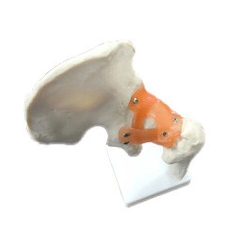 実物大 靭帯付き股関節模型