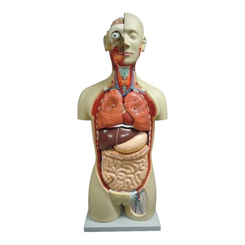 等身大全身内臓トルソー27分解モデル