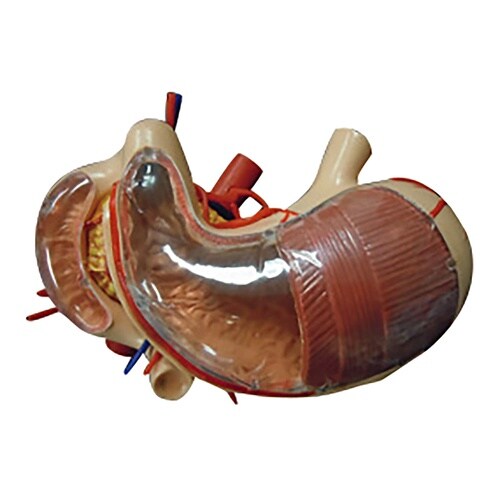 胃・十二指腸・膵臓模型