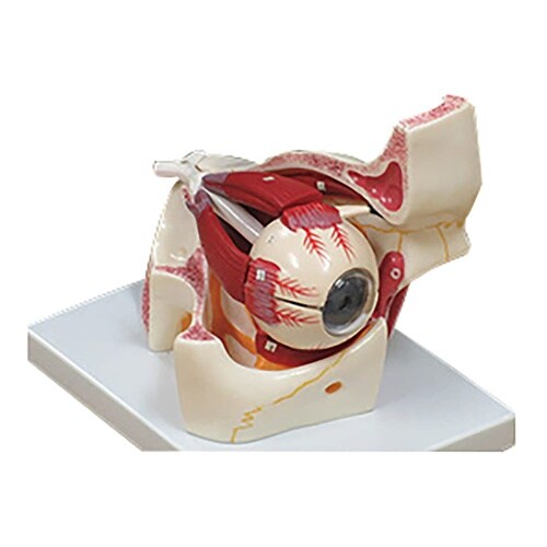 眼球眼窩3倍拡大モデル