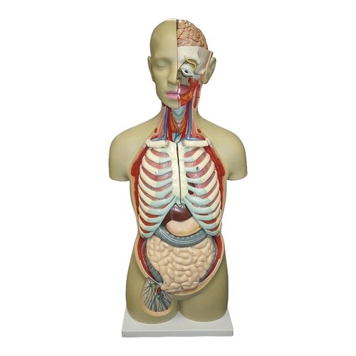 等身大 全身トルソー19分解モデル