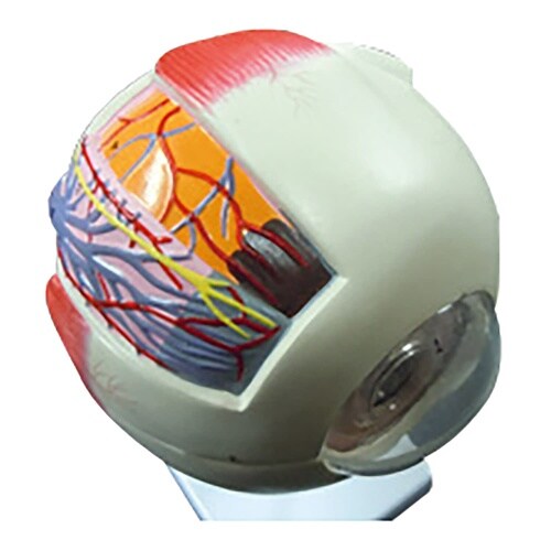 6倍拡大 目(眼球)模型