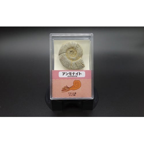 アンモナイト(フランス)1個入