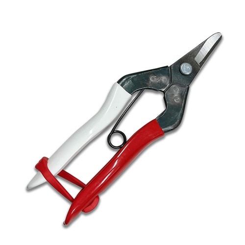 #301 採果鋏 箱入