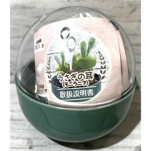 テラリウム観葉植物栽培セット ウサギノミミ(モニラ