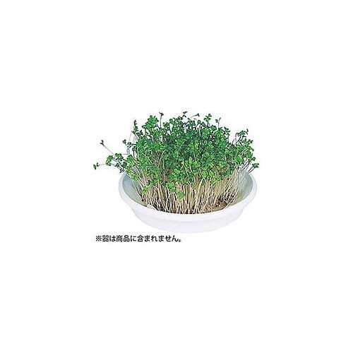 水耕栽培ユニット ブロッコリースプラウト
