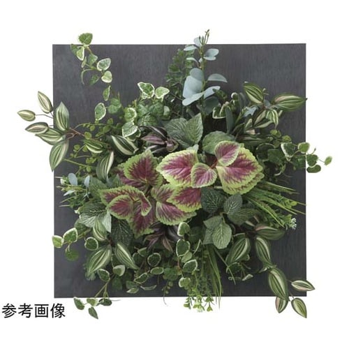 ウオールタイプコリウス 45 2557A