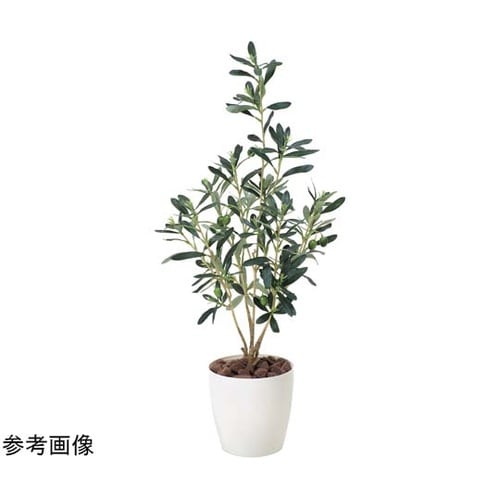 オリーブ 379P75