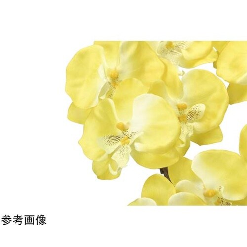 クイーン胡蝶蘭 5本立 Y 448A15