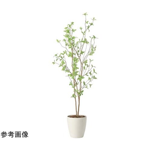 クロモジ 1.6 2415A260