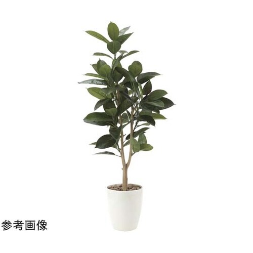 ゴムノ木 1.25 710P250