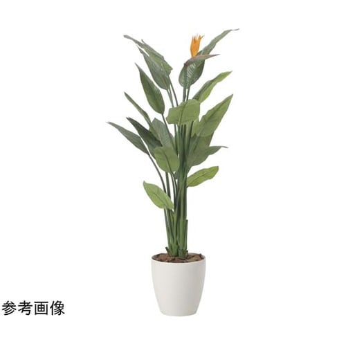 ストレチア花付キ 1.5 2565A50
