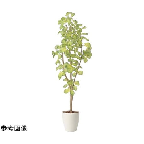 スリムバウヒニア 1.5 2429A24