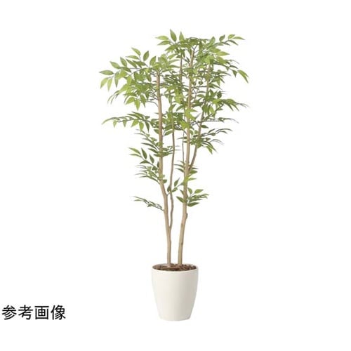 ソヨゴ 1.3 2419A230