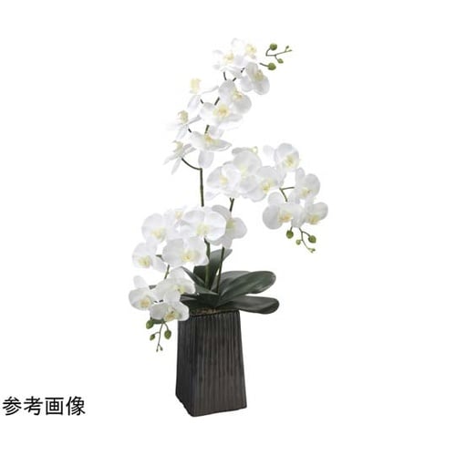 デザインフレッシュ胡蝶蘭 2579A20