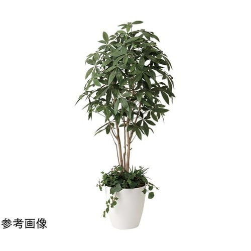 パキラ 1.8 植栽付 412P515