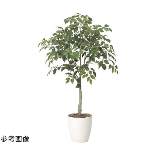 フィカスツリー 1.35 2434A21