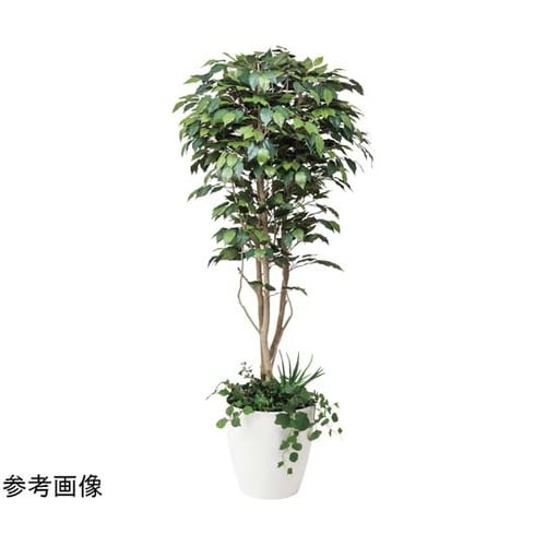 フィカスベンジャミン 1.8 植栽付 5