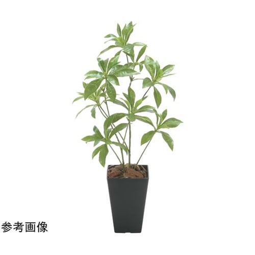 フレッシュアセビ 2507 A55