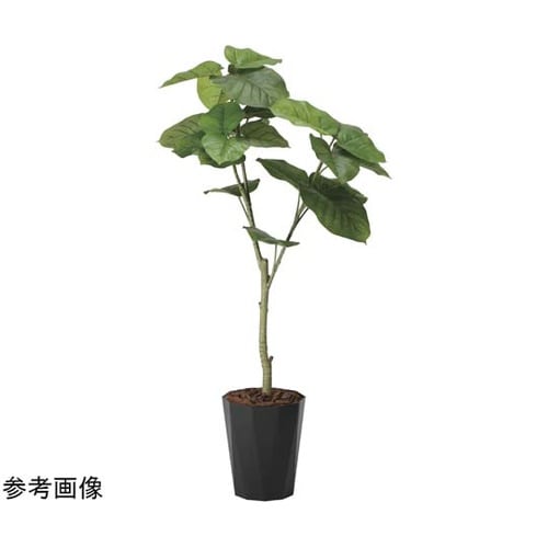 フレッシュウンベラータ 1.35 229