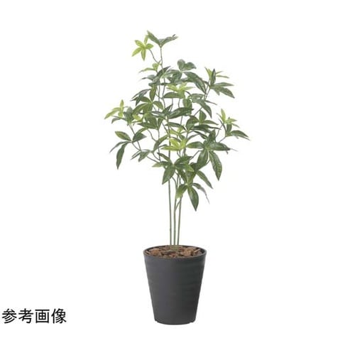 フレッシュパキラ 95 2525A100