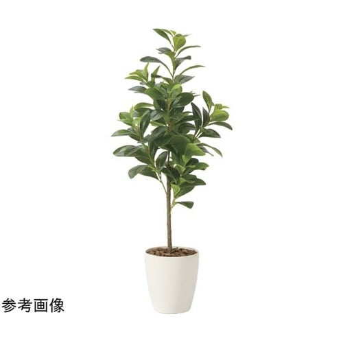 フレッシュマネーツリー 90 2224A