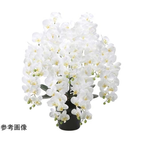 フレッシュロング胡蝶蘭 7本立 W 25
