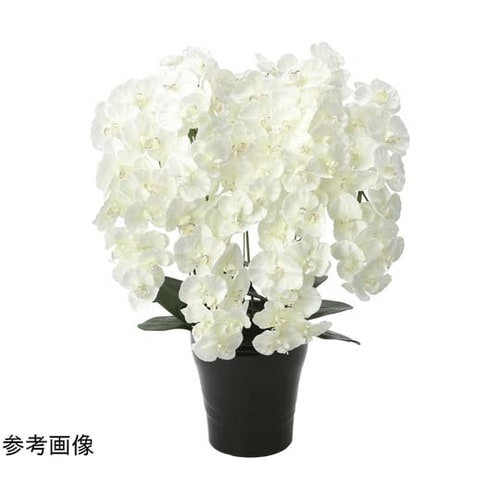 プレミアム胡蝶蘭 7本立 W 658A2