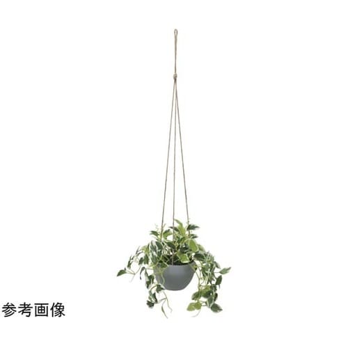ペペロニアハンギンク 2581A50