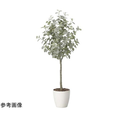 ユーカリツリー 1.65 2425A32