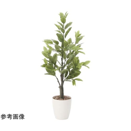 レモン 1.0 818A150