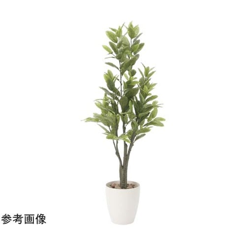 レモン 1.25 817A200