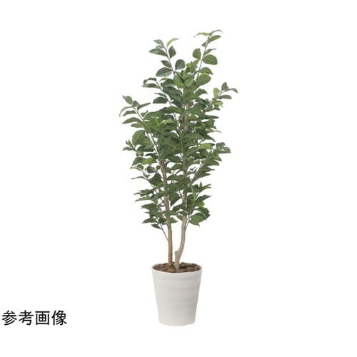 レモンノ木 1.35 2523A275