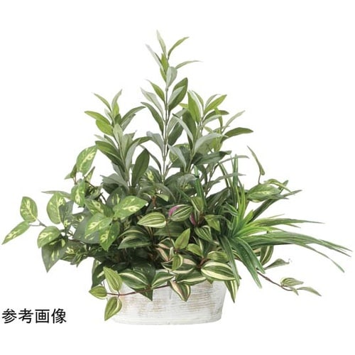 寄セ植エオリーブ 2348A100