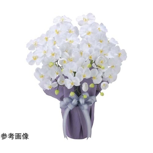 胡蝶蘭 藤5ホンタW 2464A80