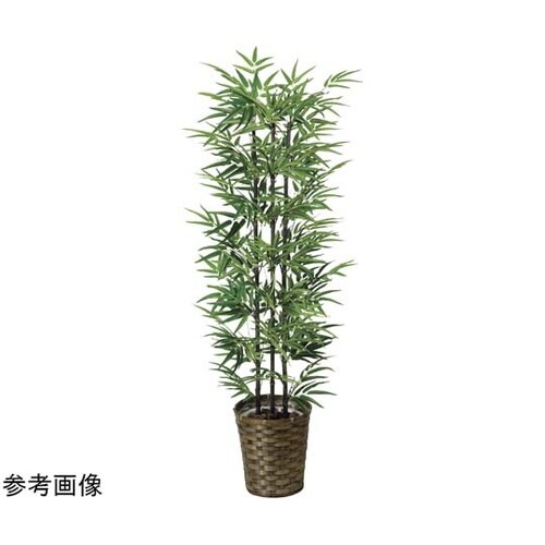 黒竹 1.35(幹:天然黒竹) 178A