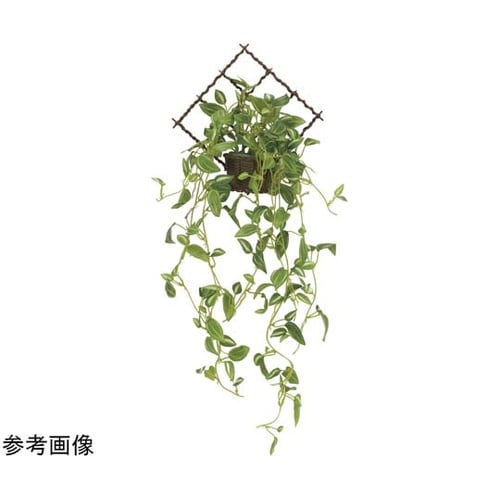 壁掛ケトラディスカンティア 2272A6