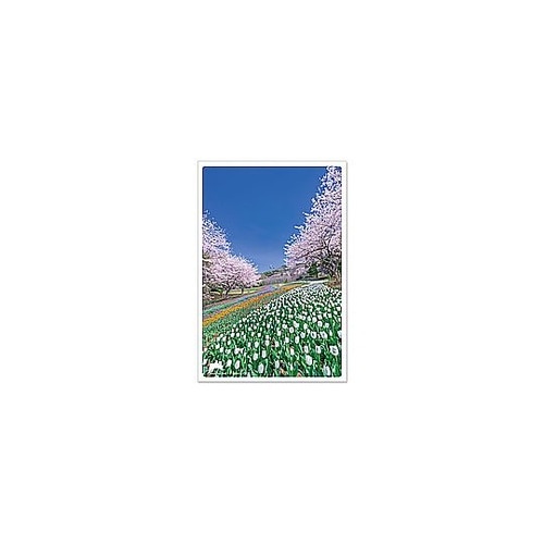 ポストカード PASPOL JPC−11