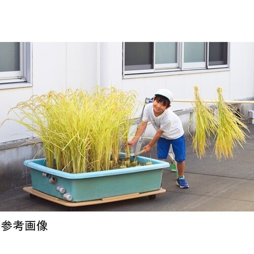 教科横断型教材 お米栽培 種もみ 145