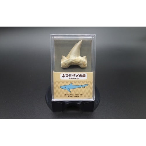 サメの歯 1個入