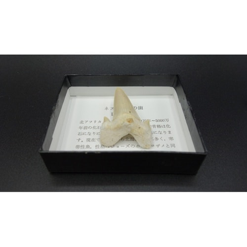 サメの歯(モロッコ)4個入