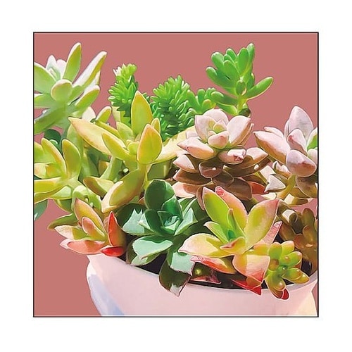 キャンバス Plant 多肉植物 S30