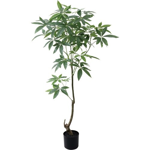 パキラ 150cm GR