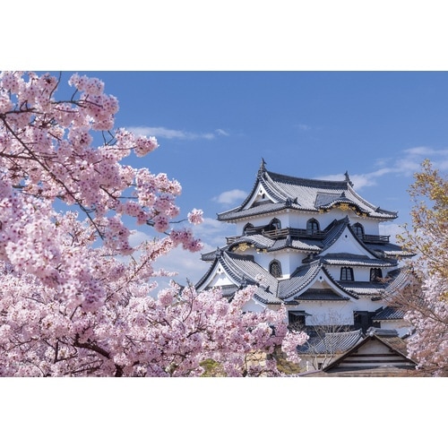 パズル 国宝彦根城と桜木(滋賀)
