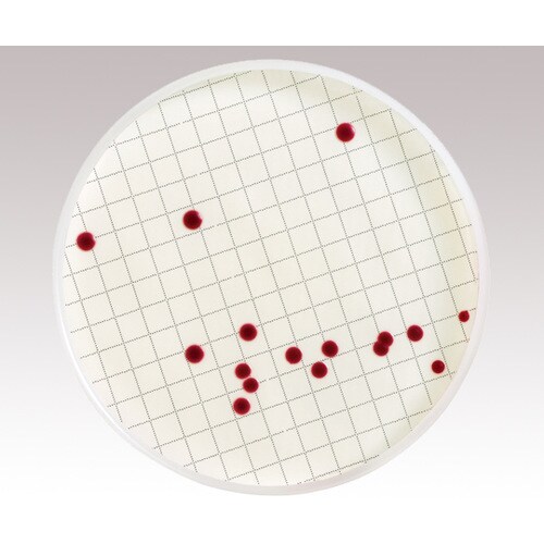 【冷蔵】アンプル培地 (一般生菌用/TCC添加)